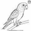 Lorikeet Parrot Coloring Pages