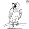 Macaw Parrot Coloring Pages