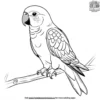 Meyer's Parrot Coloring Pages