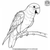 Monk Parrot Coloring Pages