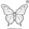 Morpho Butterfly Coloring Pages