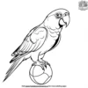 Parrot and Ball Coloring Pages