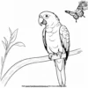 Parrot and Butterfly Coloring Pages