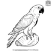 Parrot and Seashell Coloring Pages