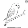 Parrotlet Coloring Pages