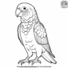 Pionus Parrot Coloring Pages