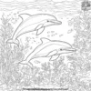 Playful Dolphin Underwater Coloring Pages