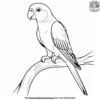 Quaker Parrot Coloring Pages