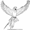 Rainbow Parrot Coloring Pages