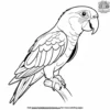 Red Lored Parrot Coloring Pages