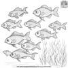 Schools of Fish Coloring Pages