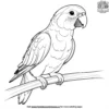 Senegal Parrot Coloring Pages