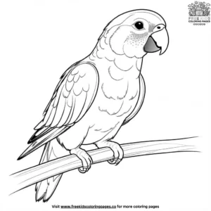 Senegal parrot coloring pages