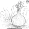 Shallot Coloring Pages