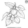 Sour Tamarillo Coloring Pages