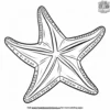 Starfish Coloring Pages