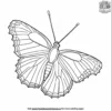 Viceroy Butterfly Coloring Pages