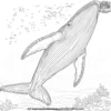 Whale Fins Coloring Pages