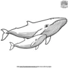 Whale and Calf Coloring Pages