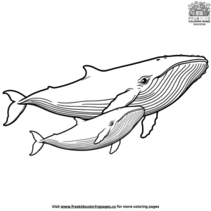 Whale and Calf Coloring Pages