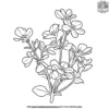 Wild Purslane Coloring Pages