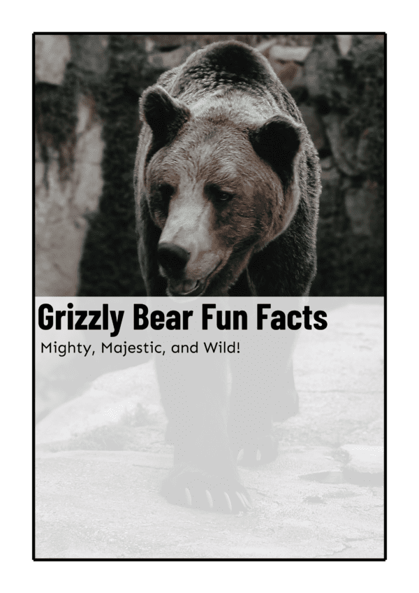 Grizzly bear fun facts printable