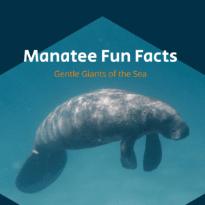 Manatee Fun Facts Printable