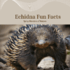 Echidna Fun Facts Printable