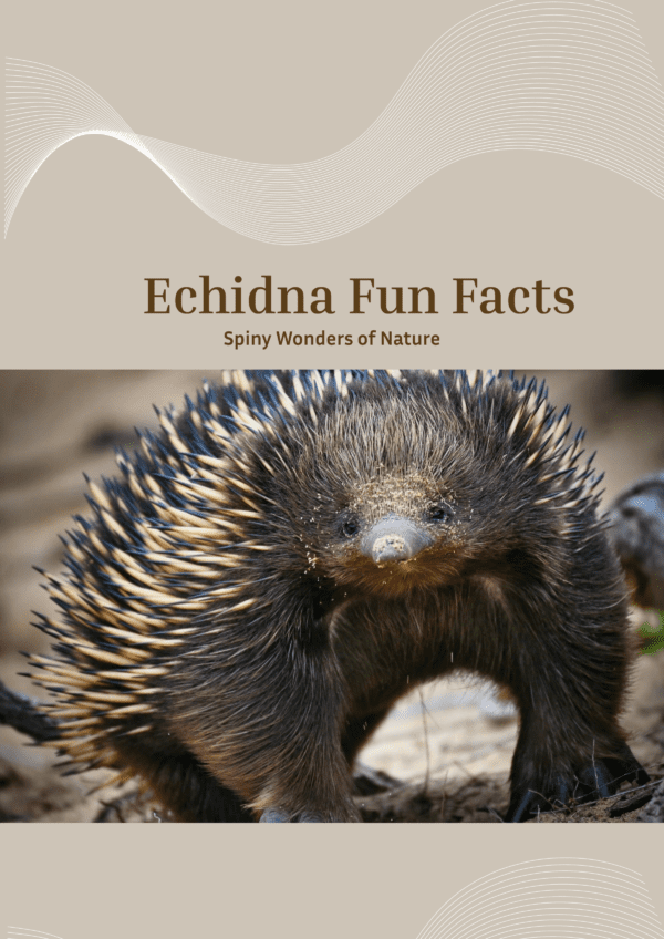 Echidna fun facts printable