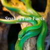 Snake Fun Facts Printable