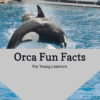 Orca Fun Facts Printable