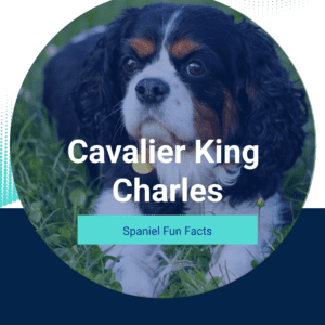 Cavalier King Charles Spaniel Fun Facts Printable