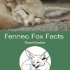 Fennec Fox Facts Printable