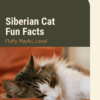 Siberian Cat Fun Facts Printable