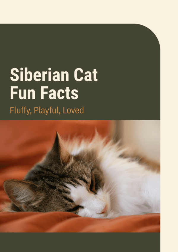 Siberian cat fun facts printable