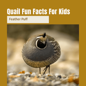 Quail Fun Facts Printable