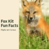 Fox Kit Fun Facts Printable