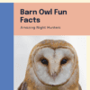 Barn Owl Fun Facts Printable