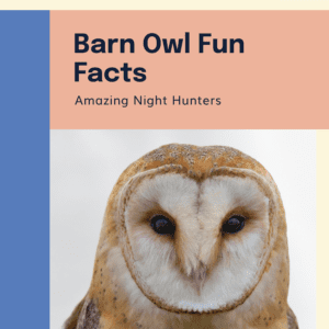 Barn Owl Fun Facts Printable