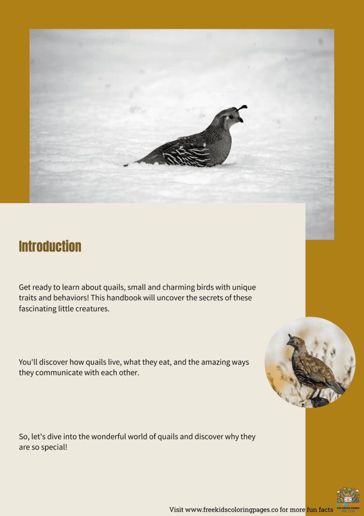 Quail Fun Facts Printable For Kids - Free Kids Coloring Pages