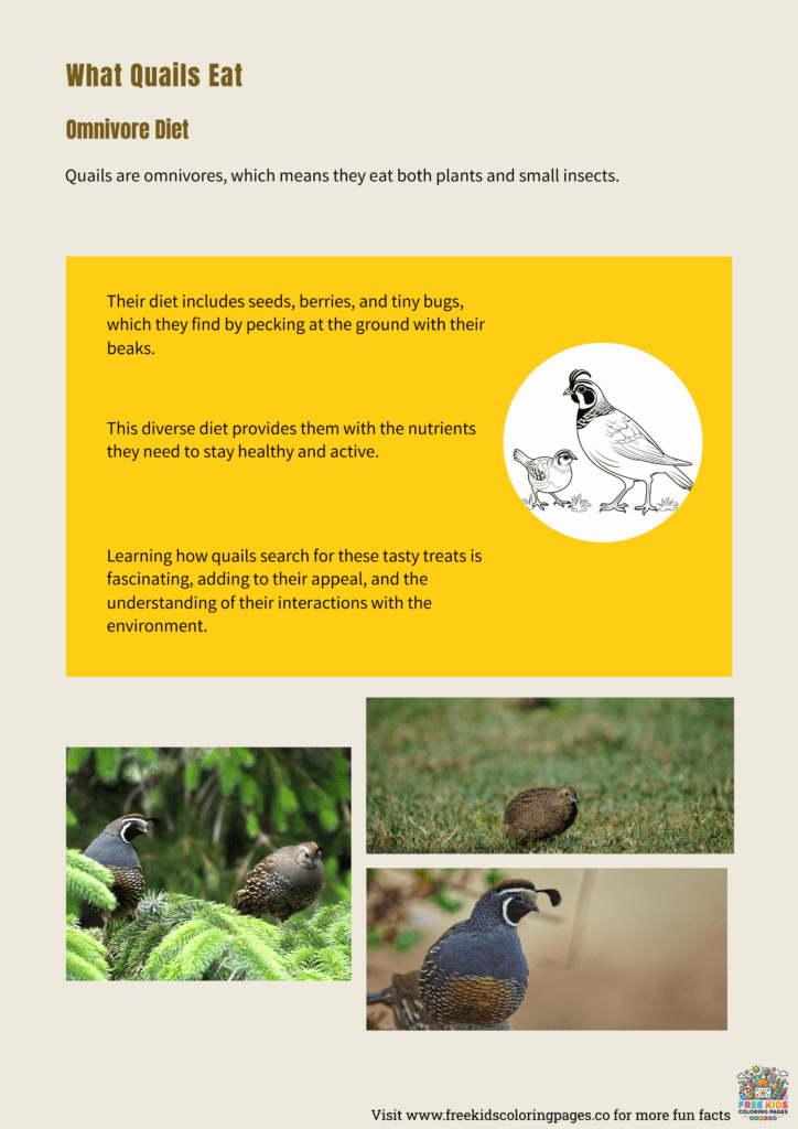 Quail Activity Quail Fun Facts Printable For Kids - Free Kids Coloring Pages