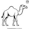 Camel Hump Coloring Pages