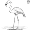 Flamingo Lake Coloring Pages