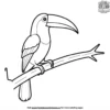 Toucan Beak Coloring Pages