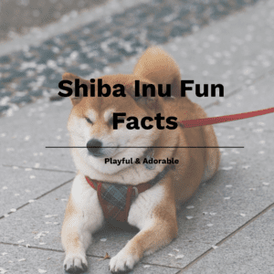 Shiba Inu Fun Facts Printable