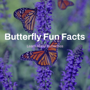 Butterfly fun facts printable