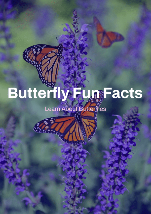 Butterfly fun facts printable