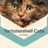 Tortoiseshell Cat Fun Facts Printable