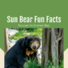 Sun Bear Fun Facts Printable