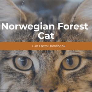 Norwegian Forest Cat Fun Facts Printable